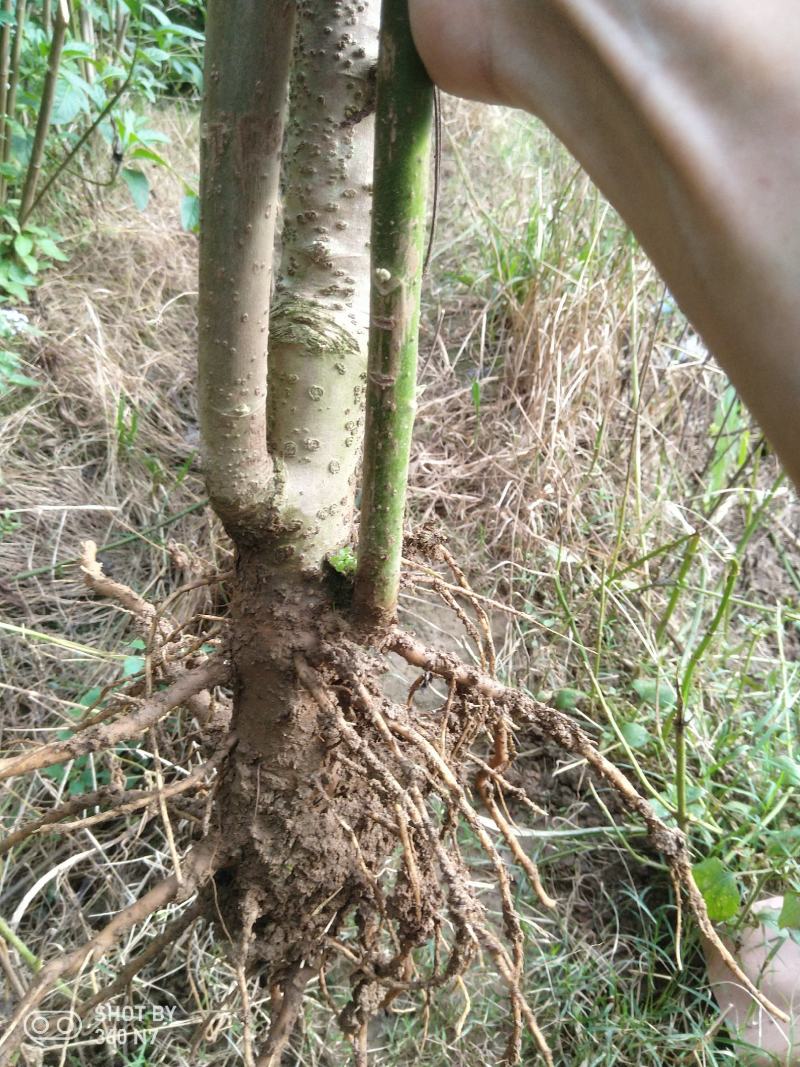 大量批发南非叶木苗，一年苗二年苗南方北方可种植可技术指导