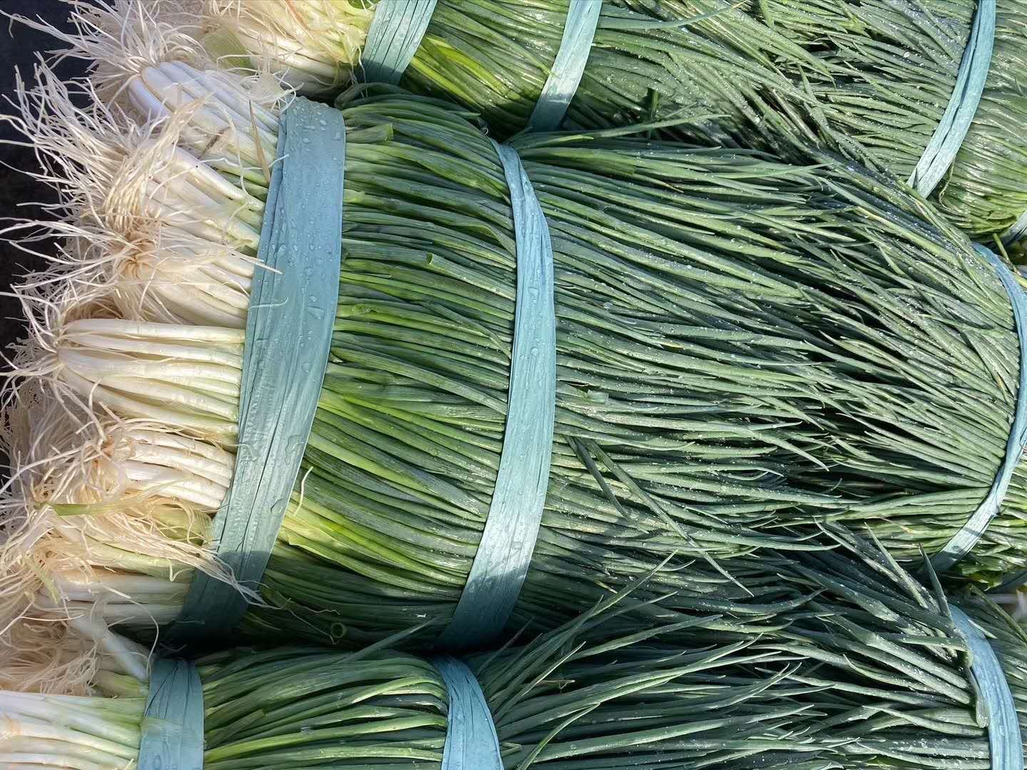 一捆刚采摘的新鲜小葱,绿叶与白色根茎分明,叶片饱满翠绿 新鲜采摘的小葱特写图