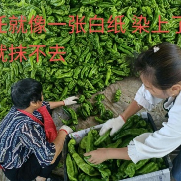 辣椒基地种植向前蔬果商行合作社有辣椒8424西瓜黄瓜芹菜