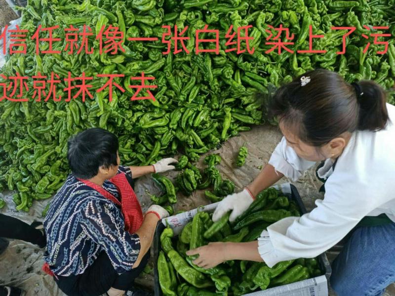 辣椒基地种植向前蔬果商行合作社有辣椒8424西瓜黄瓜芹菜
