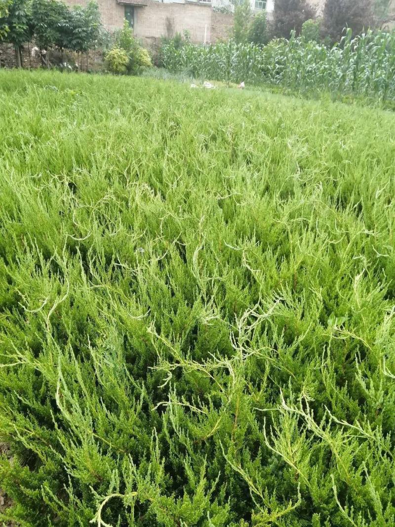 营养杯龙柏龙柏30-50高杯苗发货四季常绿耐冻耐寒