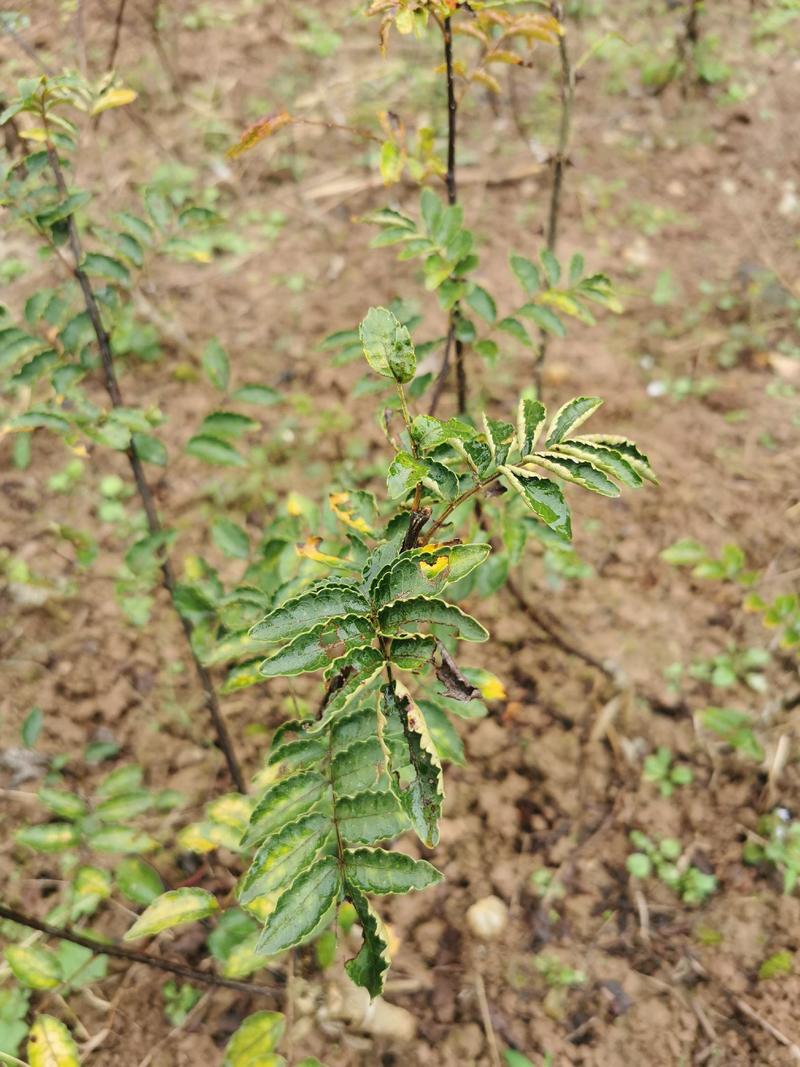 无刺花椒苗，日本无刺花椒嫁接苗，真正无刺花椒苗