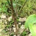 大量批发南非叶木苗，一年苗二年苗南方北方可种植可技术指导