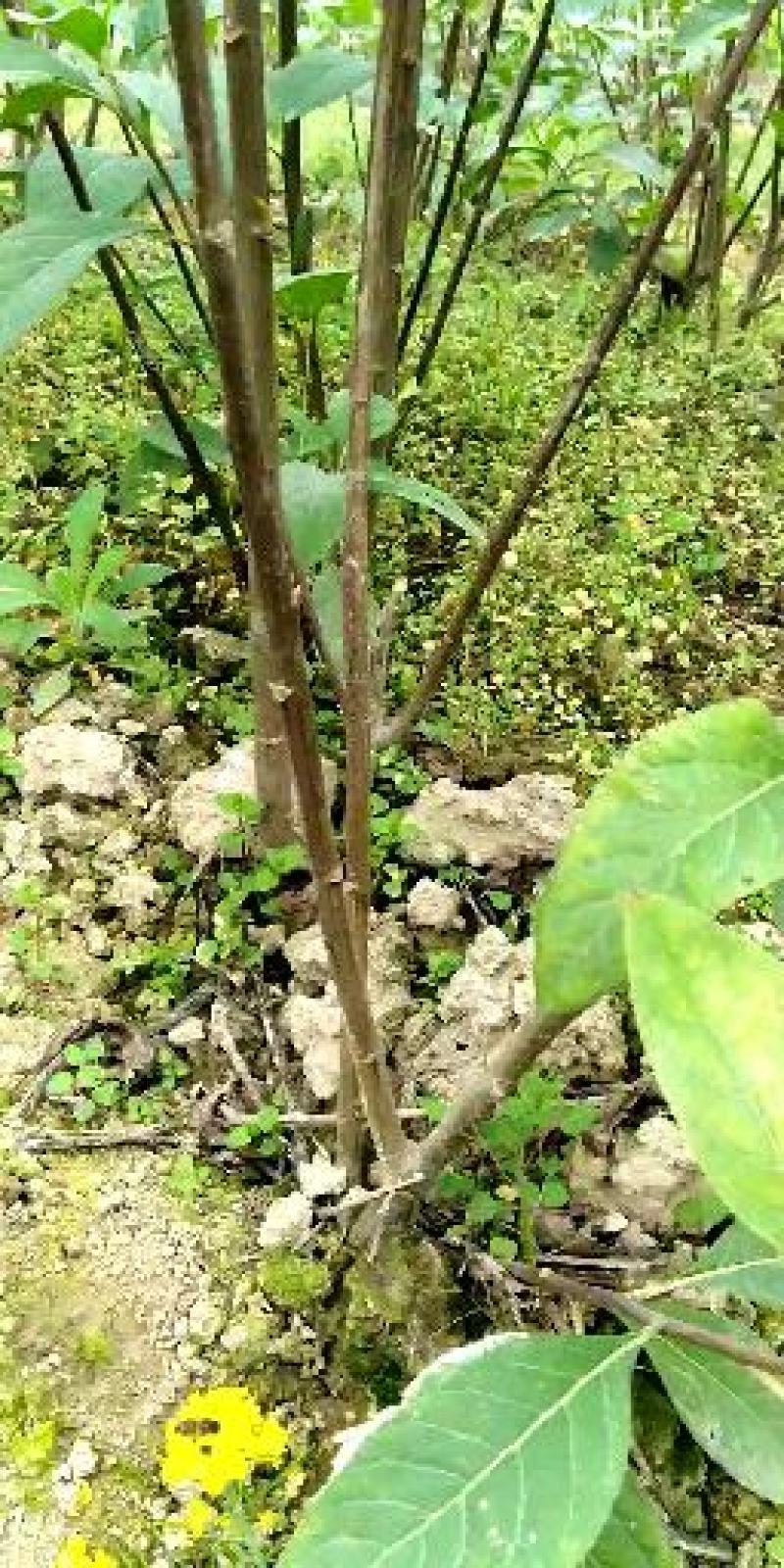 大量批发南非叶木苗，一年苗二年苗南方北方可种植可技术指导
