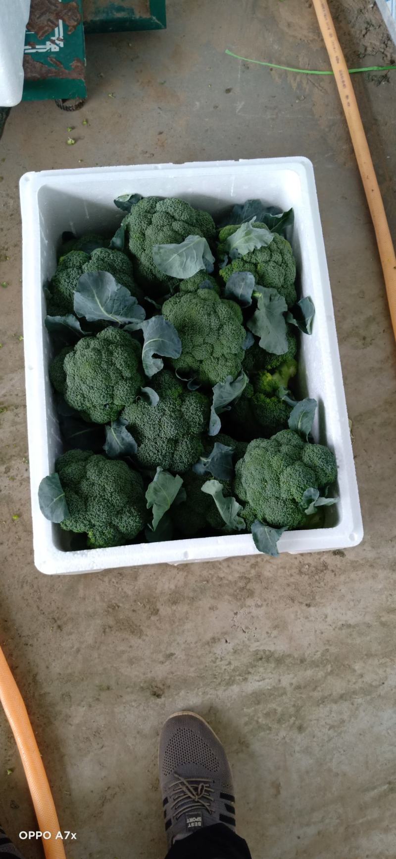 耐寒西兰花，万亩西兰花基地大量供应。各种应用设施齐全。