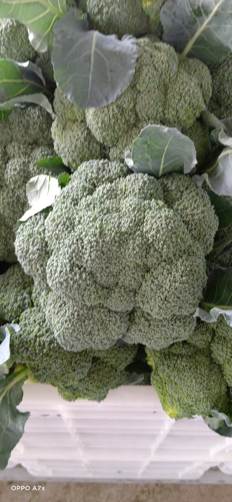 耐寒西兰花，万亩西兰花基地大量供应。各种应用设施齐全。