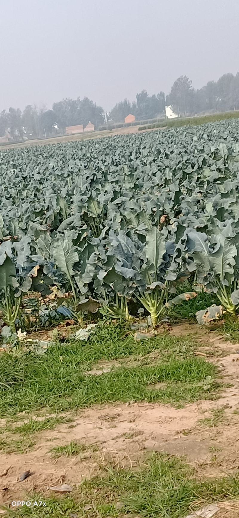 耐寒西兰花，万亩西兰花基地大量供应。各种应用设施齐全。