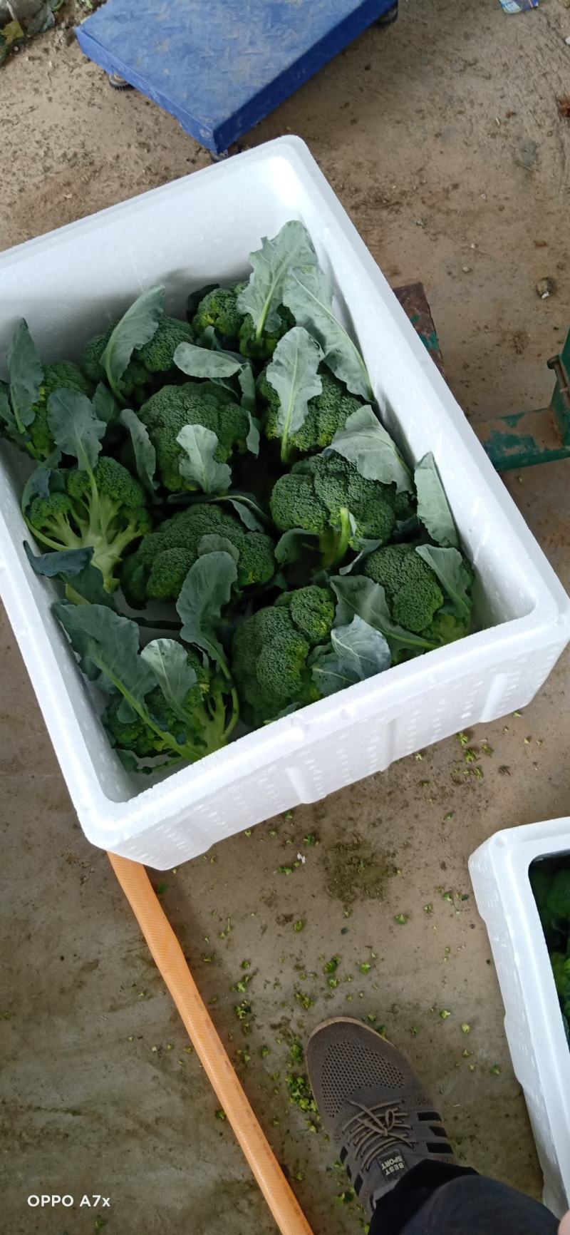 耐寒西兰花，万亩西兰花基地大量供应。各种应用设施齐全。