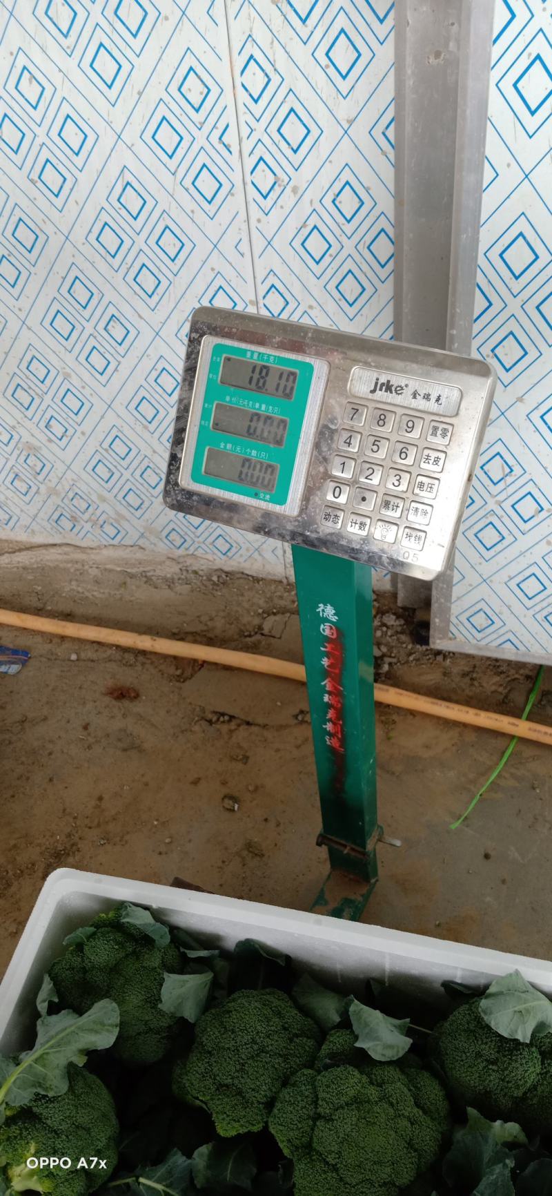 耐寒西兰花，万亩西兰花基地大量供应。各种应用设施齐全。
