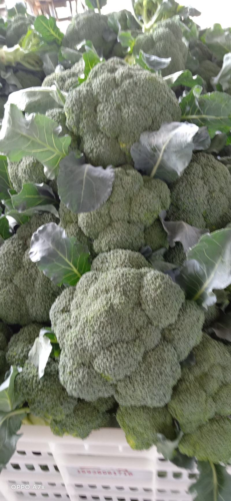 耐寒西兰花，万亩西兰花基地大量供应。各种应用设施齐全。
