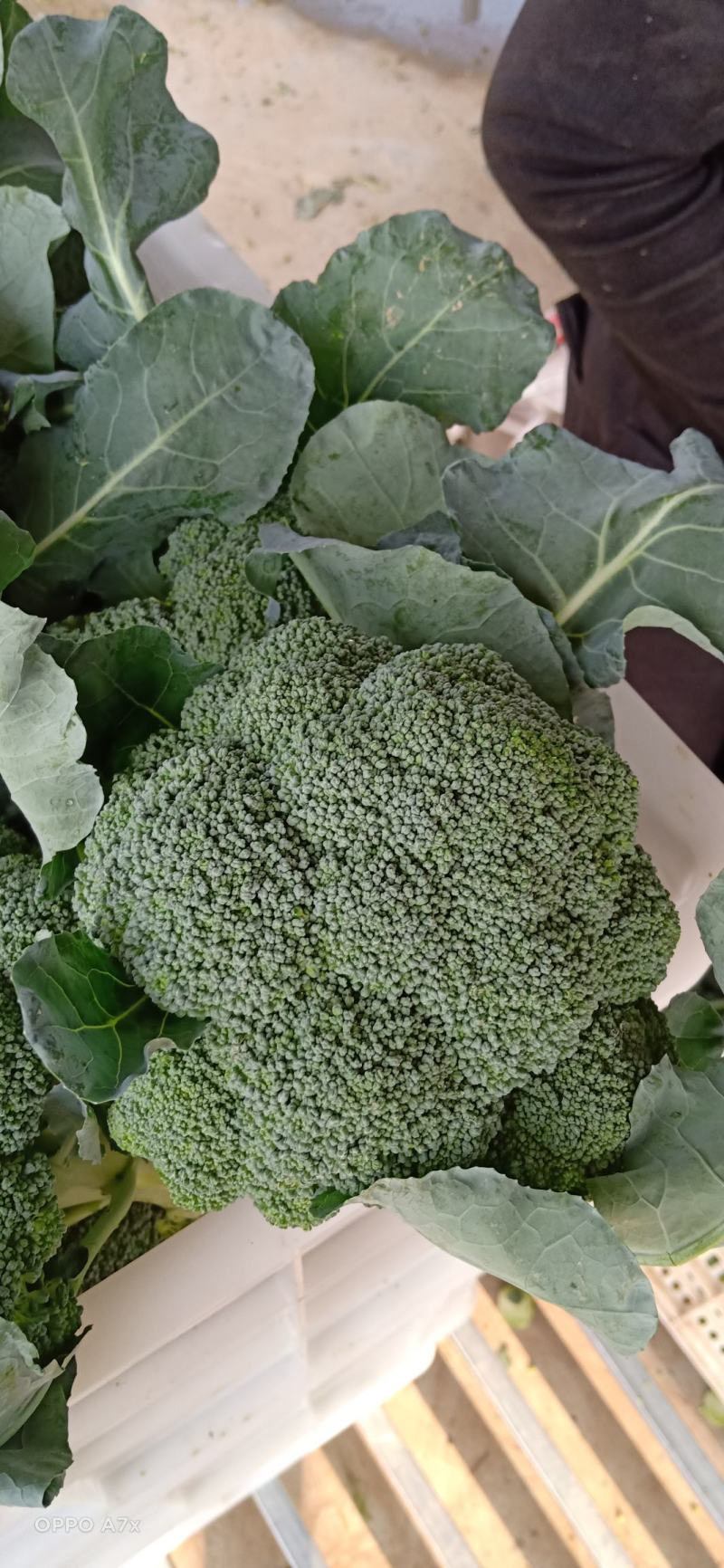 耐寒西兰花，万亩西兰花基地大量供应。各种应用设施齐全。