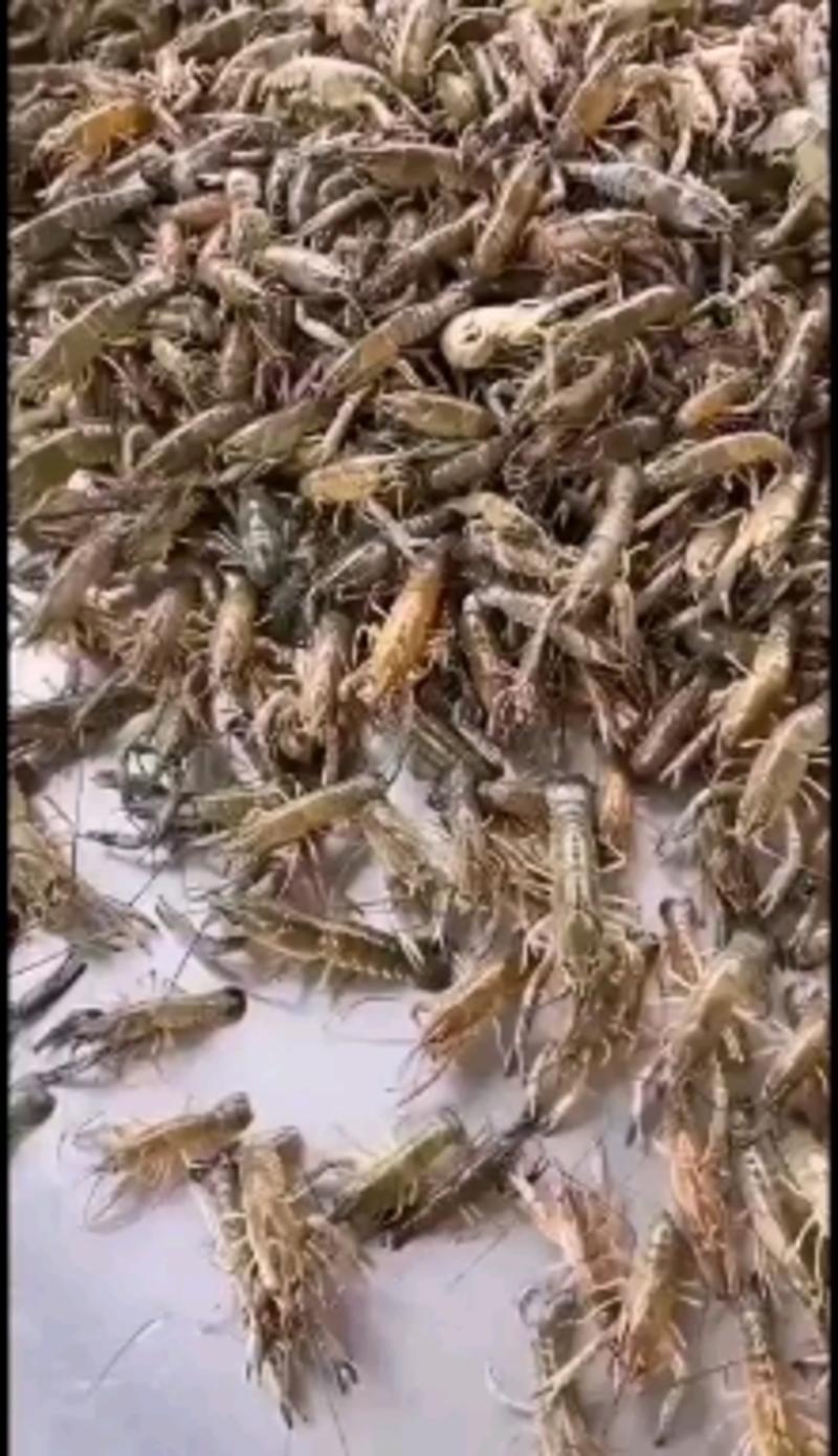 澳洲龙虾苗，大量供应现货批发龙虾苗水花苗场地直销。