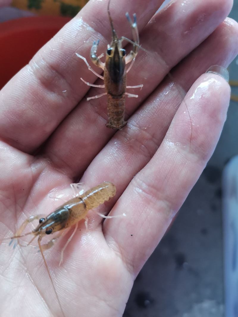 澳洲龙虾苗，大量供应现货批发龙虾苗水花苗场地直销。