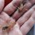 澳洲龙虾苗，大量供应现货批发龙虾苗水花苗场地直销。