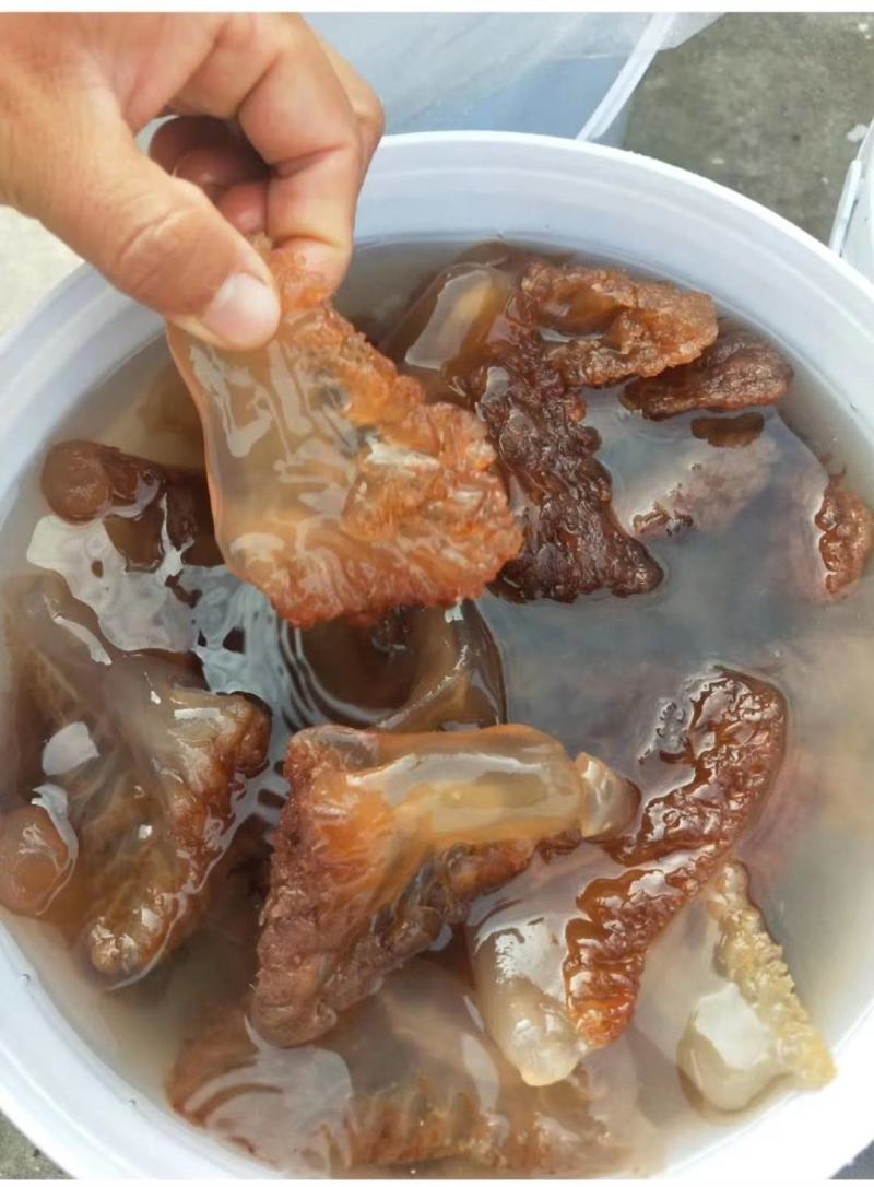 海蜇头，大脚红头，质量超级好，支持一件代发对接各地客商