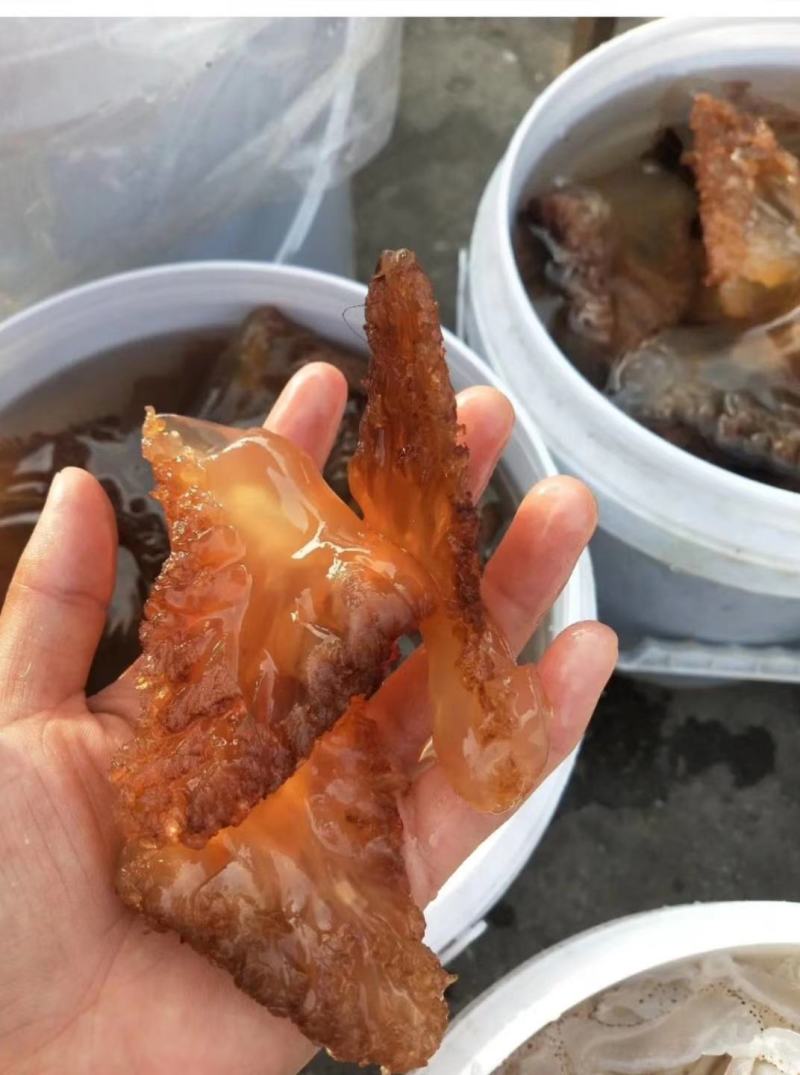 海蜇头，大脚红头，质量超级好，支持一件代发对接各地客商