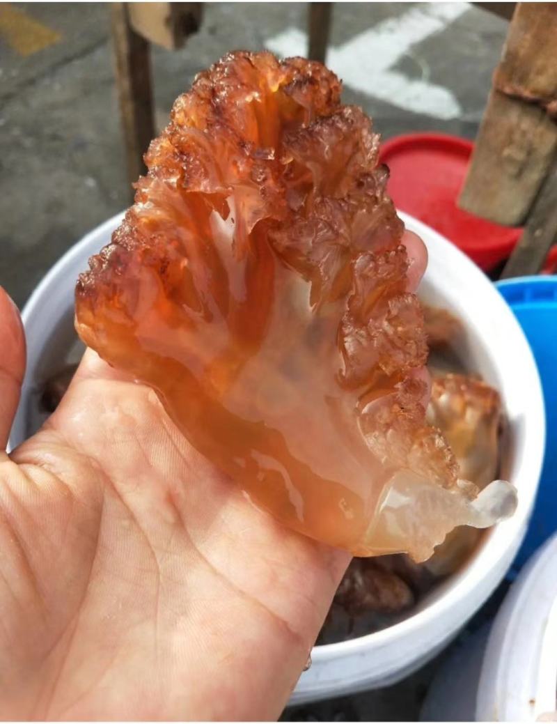 海蜇头，大脚红头，质量超级好，支持一件代发对接各地客商