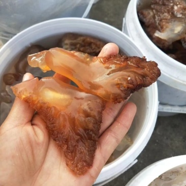 海蜇头，大脚红头，质量超级好，支持一件代发对接各地客商