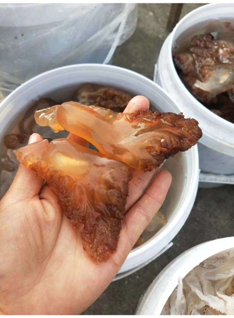 海蜇头，大脚红头，质量超级好，支持一件代发对接各地客商