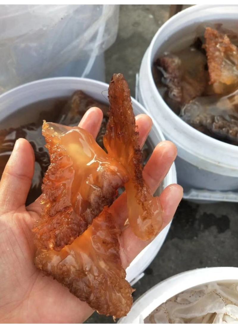 海蜇头，大脚红头，质量超级好，支持一件代发对接各地客商