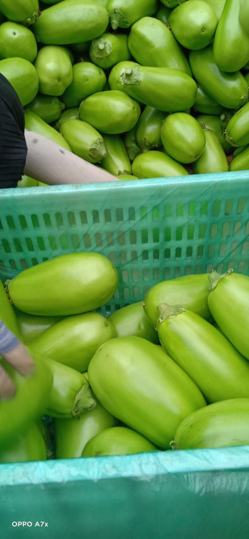 基地大棚无籽青茄子，大量上市，保质保量，供货时间长，