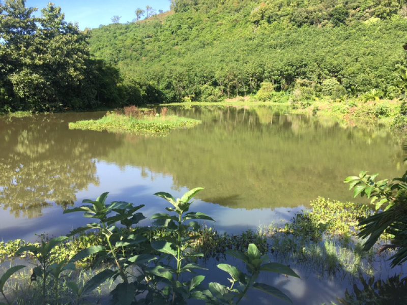 海南琼中30亩鱼塘出租