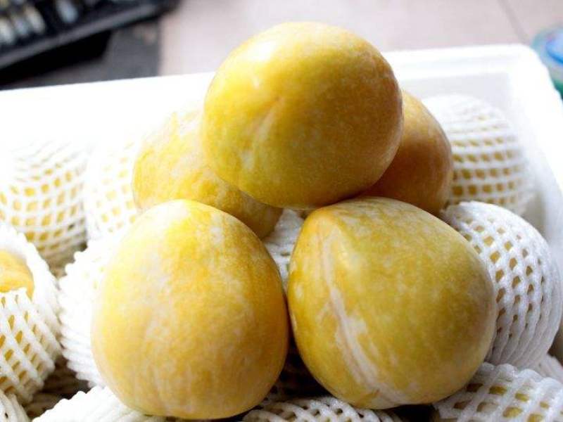 黄金奈李苗，奈李苗，李子苗，黄金奈李嫁接苗。质量保证！