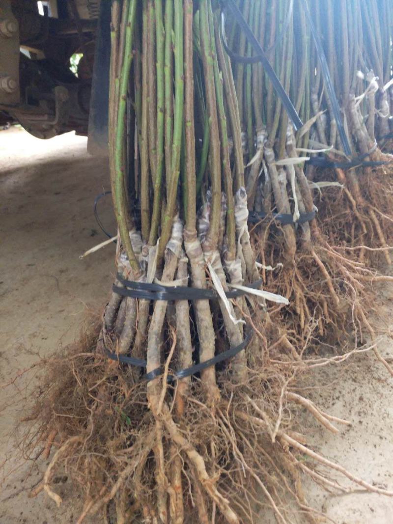 黄金奈李苗，奈李苗，李子苗，黄金奈李嫁接苗。质量保证！