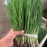 香葱小葱25~30cm，需要的请联系，