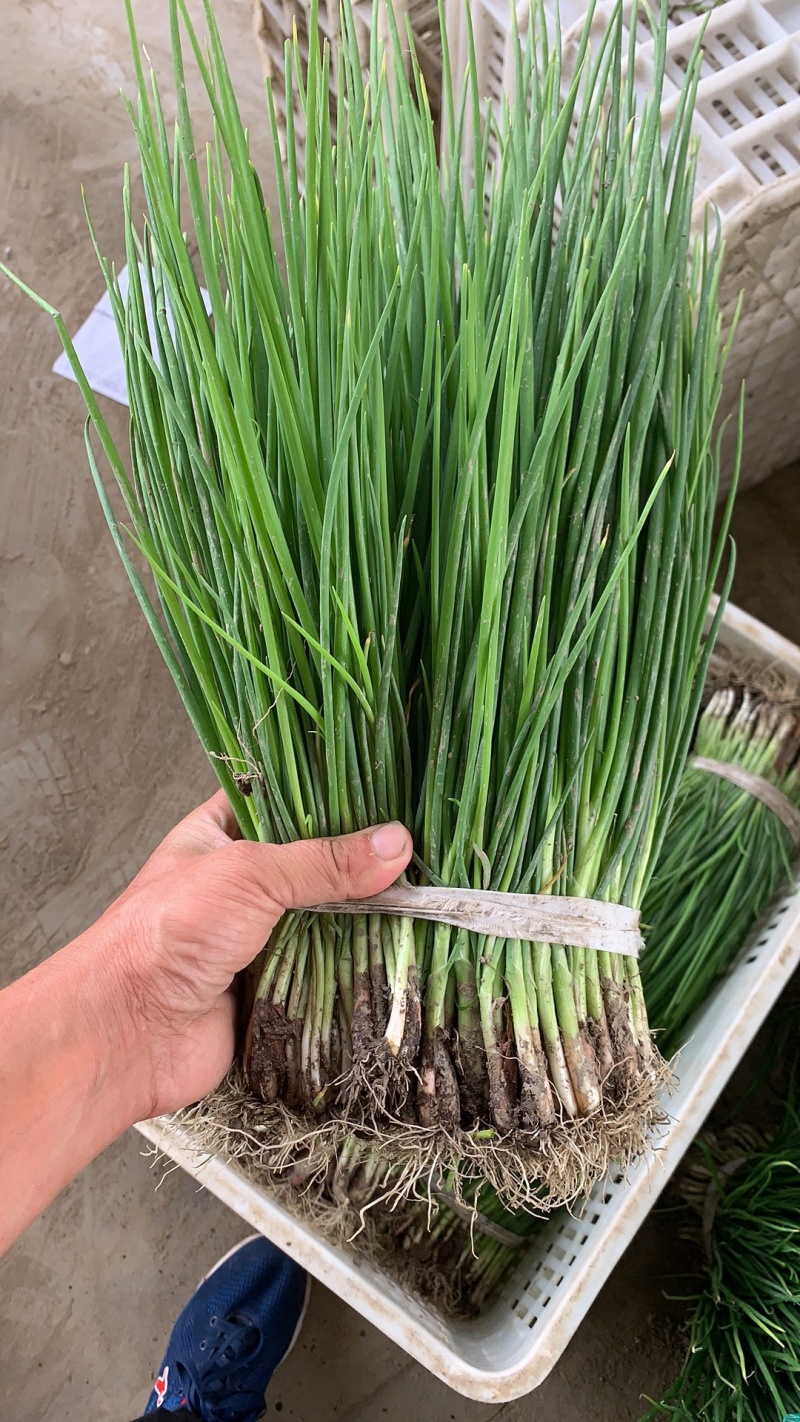 香葱小葱25~30cm，需要的请联系，