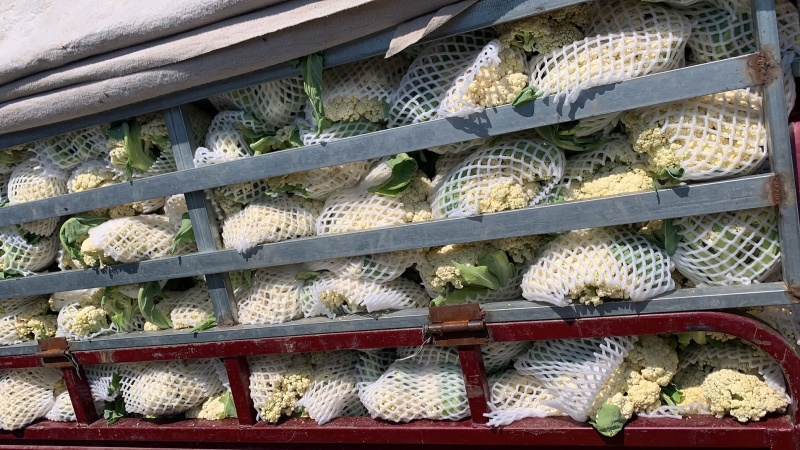 精品有机花菜大量供应中，需要的请联系，欢迎光临