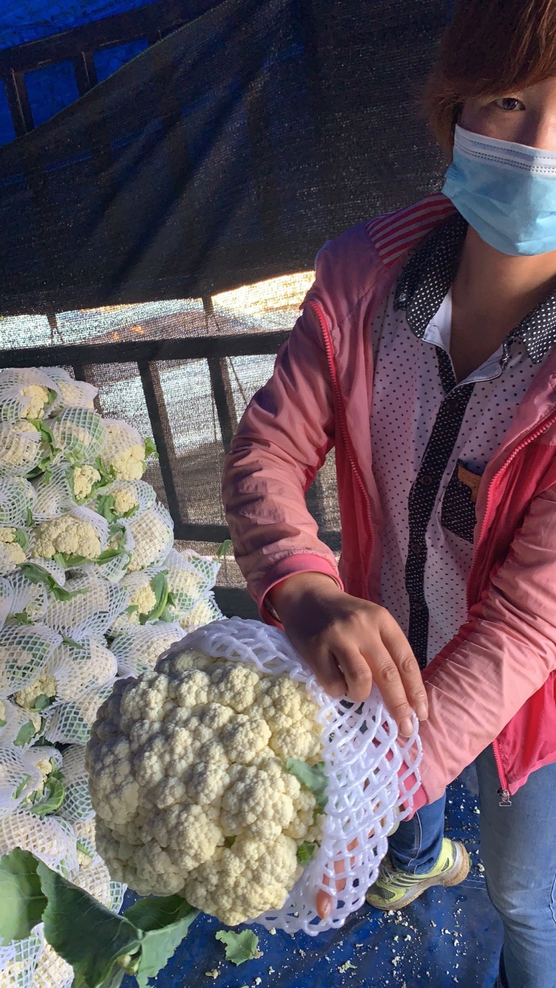 精品有机花菜大量供应中，需要的请联系，欢迎光临