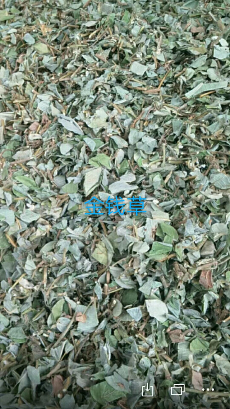 金钱草广西金钱草切段筛粉一公斤起发