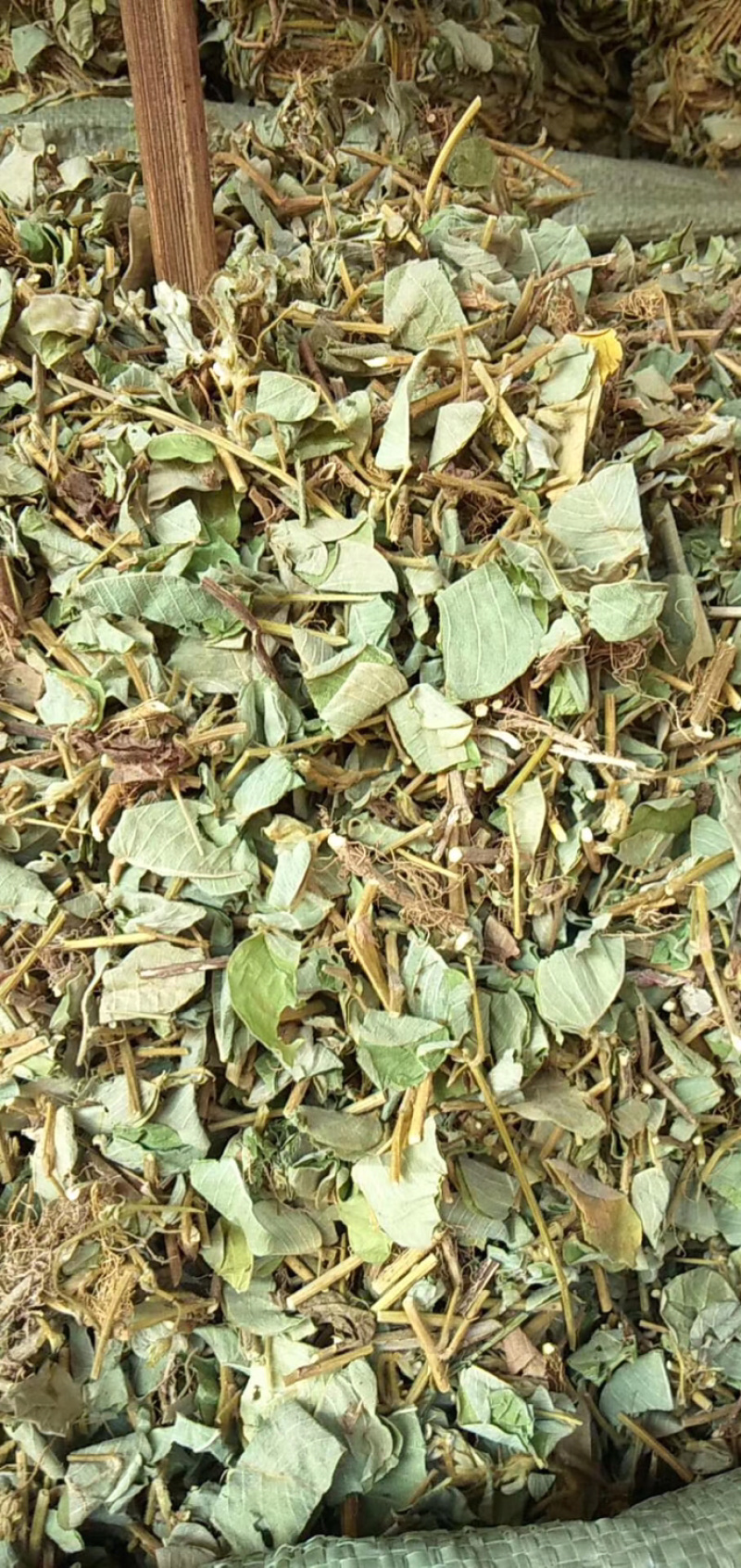 金钱草广西金钱草切段筛粉一公斤起发