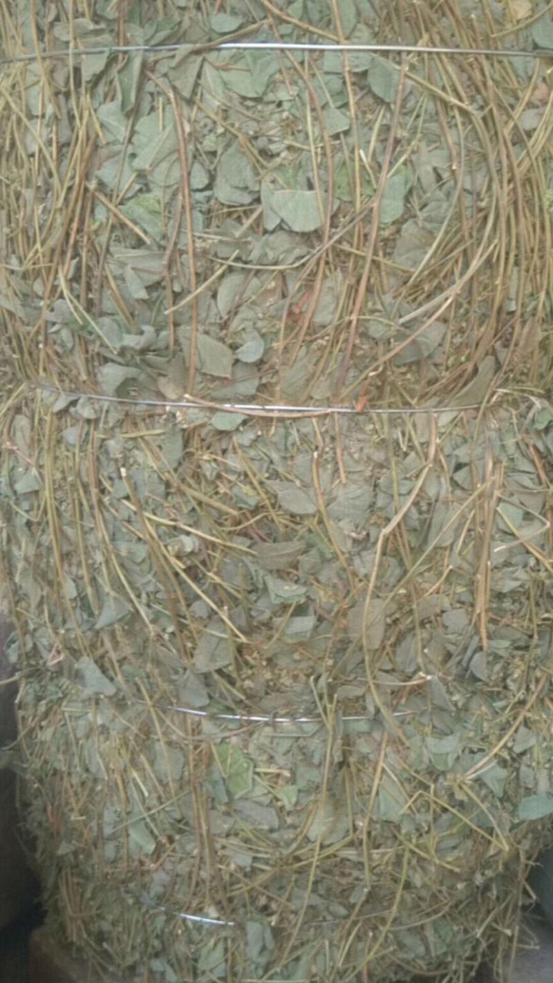 金钱草广西金钱草切段筛粉一公斤起发