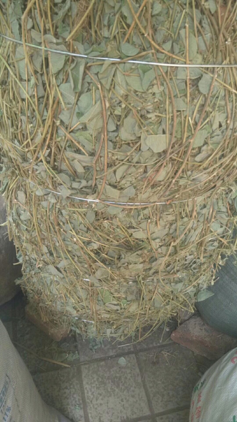 金钱草广西金钱草切段筛粉一公斤起发