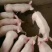 云南仔猪常年有货畅销全国品种齐全质量保证