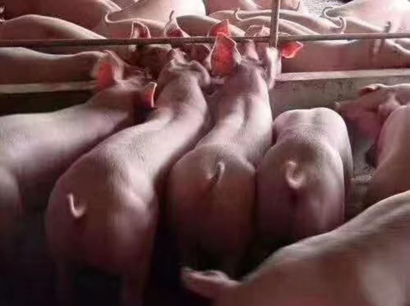 云南仔猪常年有货畅销全国品种齐全质量保证