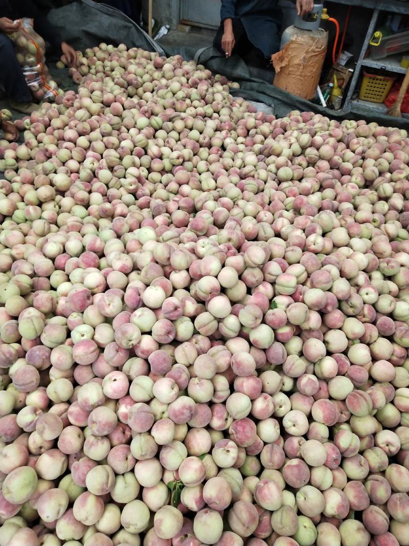 生态沂蒙山优质农产品沂蒙山优质冬桃现已上市欢迎各地客商