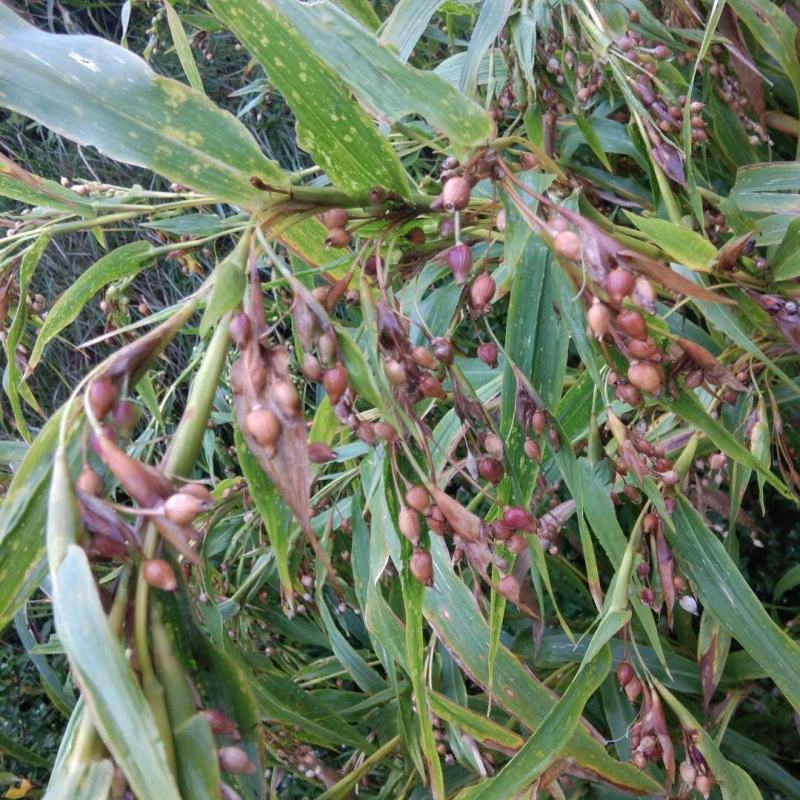 贵州盘州保田薏仁米(六谷)半成品将上市有需要的老板联系我