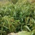 贵州盘州保田薏仁米(六谷)半成品将上市有需要的老板联系我