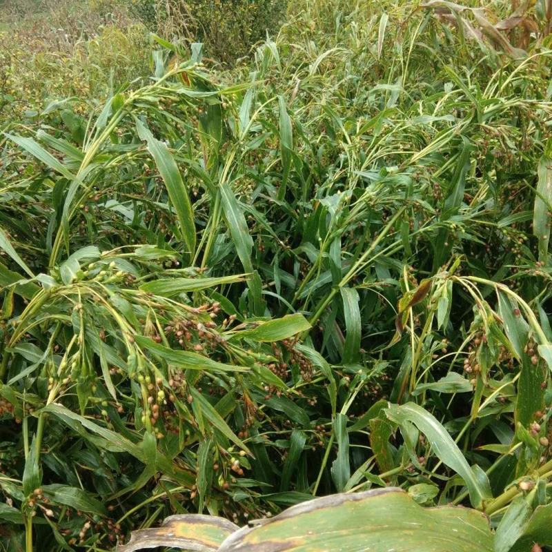 贵州盘州保田薏仁米(六谷)半成品将上市有需要的老板联系我