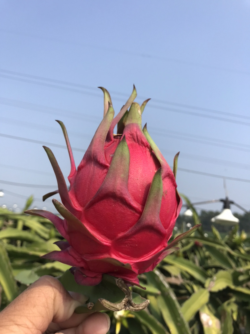金都，大红，红肉火龙果