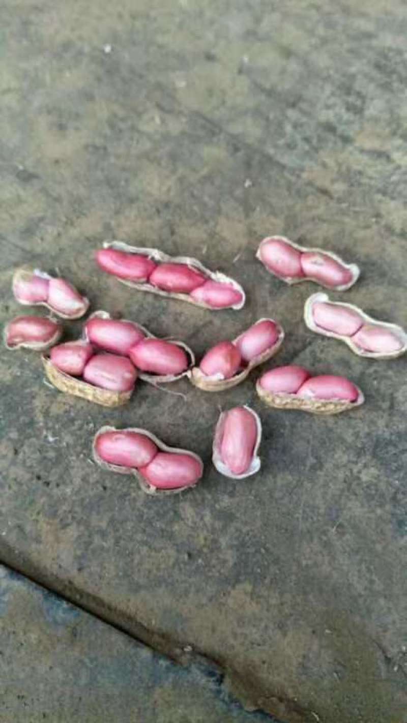 红花生可以榨花生油水煮花生炒着吃每年产地产量每天出货