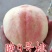 2公分桃树苗，3公分桃树苗，5公分桃树苗