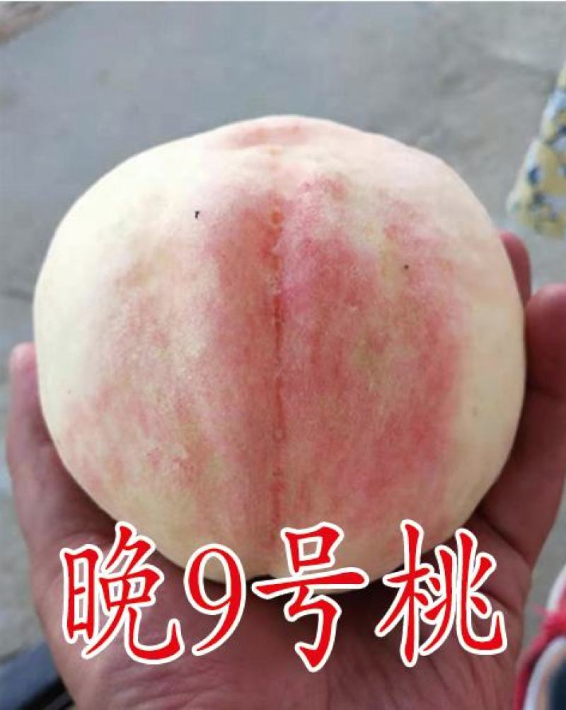 2公分桃树苗，3公分桃树苗，5公分桃树苗