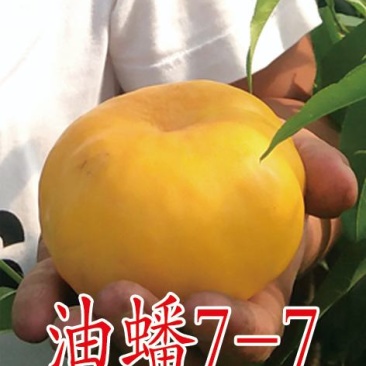 2公分桃树苗，3公分桃树苗，5公分桃树苗