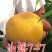 2公分桃树苗，3公分桃树苗，5公分桃树苗