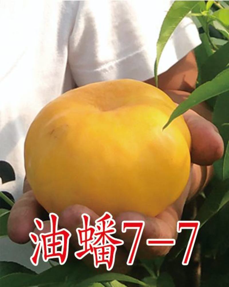 2公分桃树苗，3公分桃树苗，5公分桃树苗
