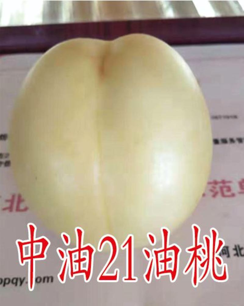 2公分桃树苗，3公分桃树苗，5公分桃树苗